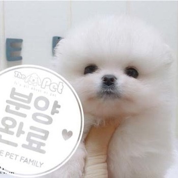 포메라니안 ♂ 4.24 분양완료