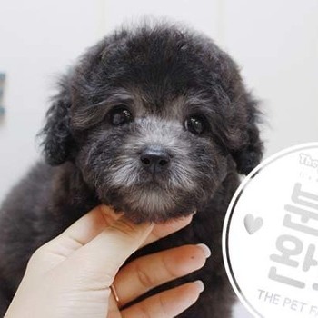 푸들 ♂ 5.22 분양완료