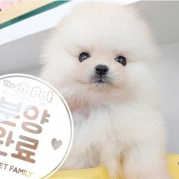 포메라니안 ♀ 7.16 분양완료