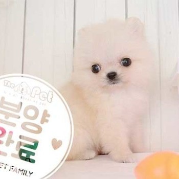 포메라니안 ♂ 7.16 분양완료
