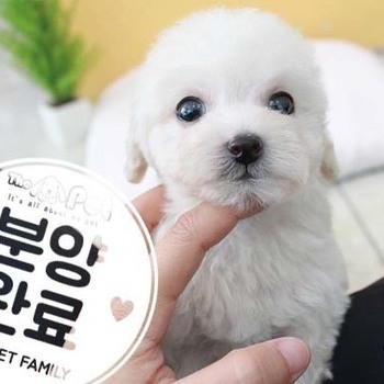 푸들 ♂ 7.30 분양완료