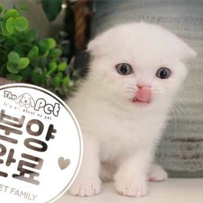 브리티쉬숏헤어 ♂ 5.29 분양완료