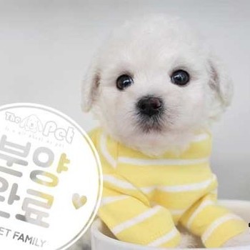비숑프리제 ♀ 9.2 분양완료