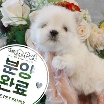 말티푸 ♀ 3.27 분양완료