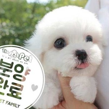 비숑프리제 ♂ 6.26 분양완료
