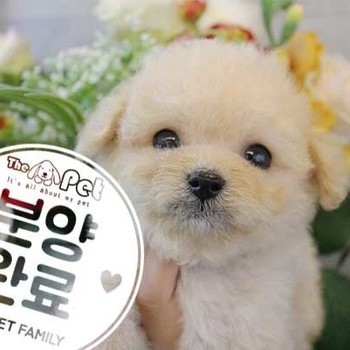 말티푸 ♂ 9.3 분양완료
