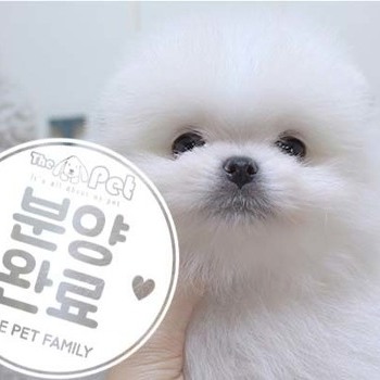 포메라니안 ♂ 5.22 분양완료