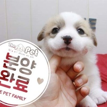 웰시코기 ♀ 3.20 분양완료