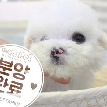 비숑프리제 ♂ 7.2 분양완료
