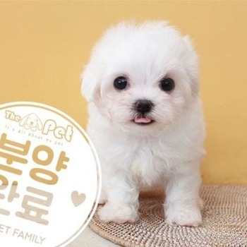 말티즈 ♂ 7.23 분양완료