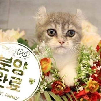 먼치킨 ♂ 4.24 분양완료