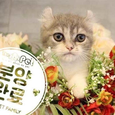 먼치킨 ♂ 4.24 분양완료