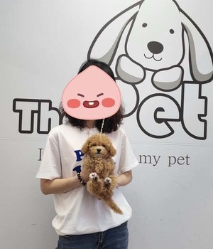 말티푸 분양후기/중리점 [22.7.23]