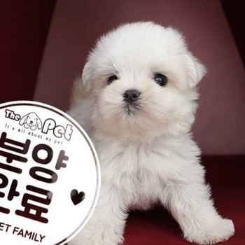 말티즈 ♂ 6.26 분양완료