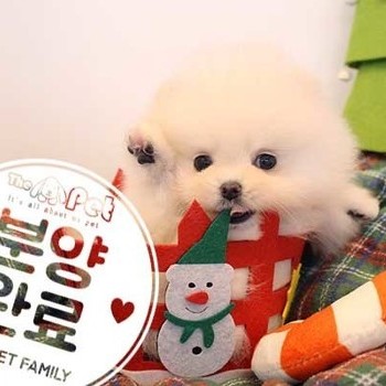 포메라니안 ♀ 10.12 분양완료