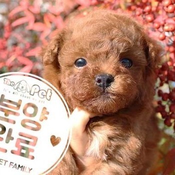 푸들 ♂ 9.1 분양완료