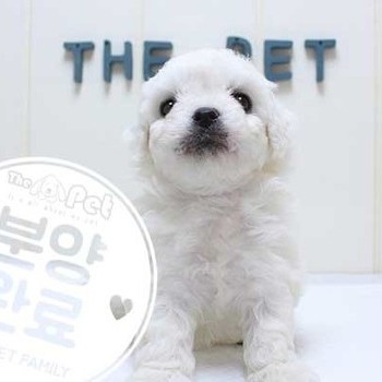 비숑프리제 ♂ 5.8 분양완료