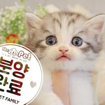 페르시안 ♂ 6.12 분양완료