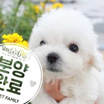 비숑프리제 ♀ 7.9