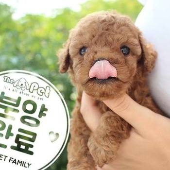 푸들 ♂ 6.26 분양완료