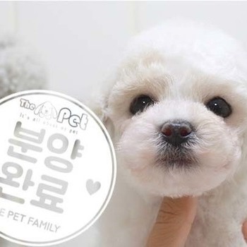비숑프리제 ♂ 5.22 분양완료
