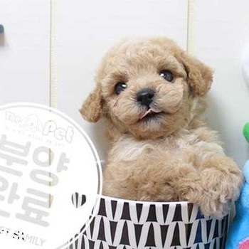 푸들 ♂ 5.29 분양완료