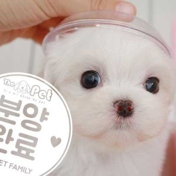 말티즈 ♀ 6.26 분양완료