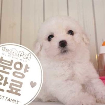 비숑프리제 ♂ 9.11 분양완료