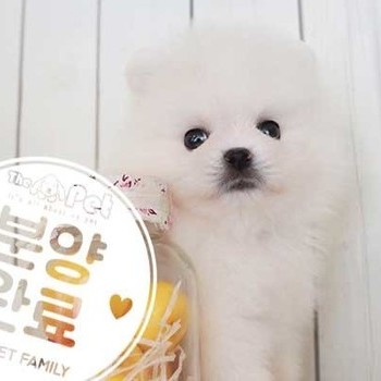 포메라니안 ♂ 6.19 분양완료