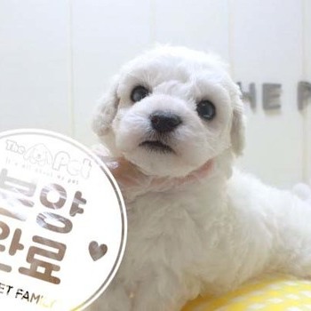 비숑프리제 ♀ 4.3 분양완료