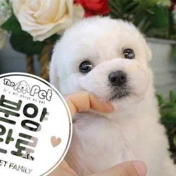 비숑프리제 ♀ 8.28 분양완료