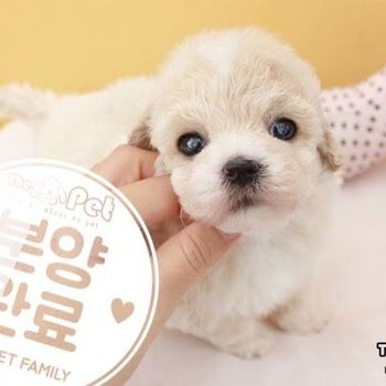 말티푸 ♀ 8.7 분양완료