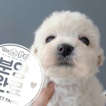 푸숑 ♀ 9.9 분양완료