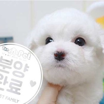 비숑프리제 ♂ 6.12 분양완료