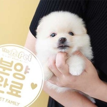 포메라니안 ♂ 7.15 분양완료