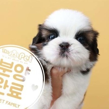 시츄 ♂ 7.30 분양완료