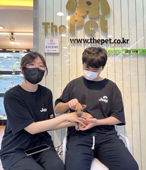 이탈리안그레이하운드 분양후기[22.6.22]