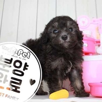 푸들 ♂ 6.26 분양완료