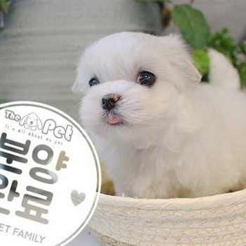 말티즈 ♀ 9.8 분양완료
