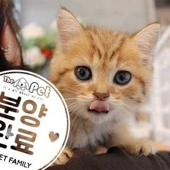 브리티쉬숏헤어 ♀ 8.7 분양완료