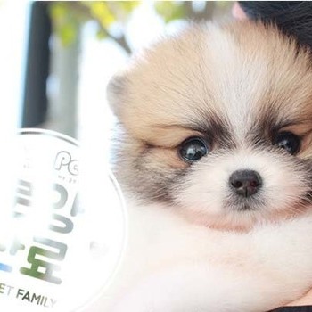 포메라니안 ♀ 7.16 분양완료