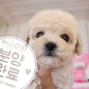 푸들 ♀ 9.11 분양완료