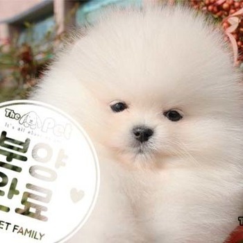 포메라니안 ♂ 8.21 분양완료