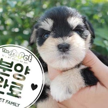 슈나우저 ♀ 분양완료