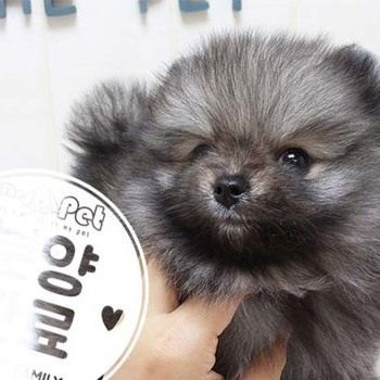 포메라니안 ♂ 5.1 분양완료