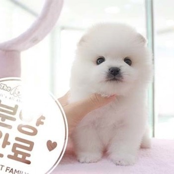 포메라니안 ♂ 5.29 분양완료
