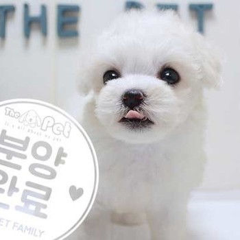 비숑프리제 ♀ 5.22 분양완료