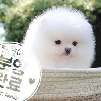 포메라니안 ♀ 6.26 분양완료