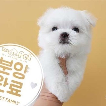 말티즈 ♂ 7.15 분양완료