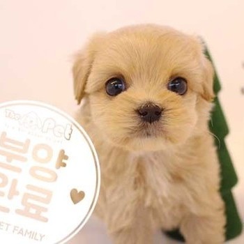 말티푸 ♀ 10.2 분양완료